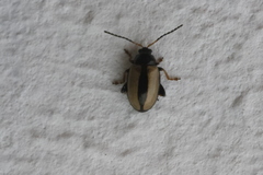 Phyllotreta armoraciae