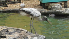 Mycteria americana image
