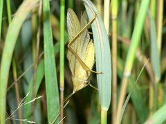 Neoconocephalus robustus
