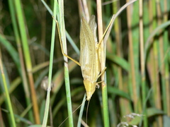 Neoconocephalus robustus