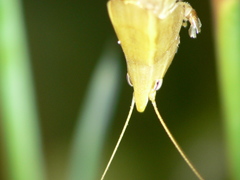 Neoconocephalus robustus