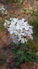 Glandularia platensis