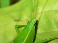 Neoconocephalus robustus