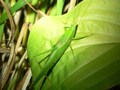 Neoconocephalus robustus
