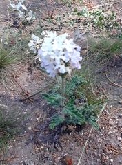 Glandularia platensis