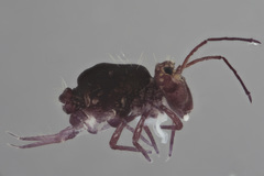 Ptenothrix atra