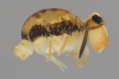 Sminthurinus henshawi