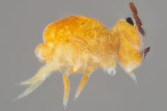 Dicyrtoma