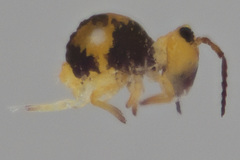 Sminthurides hyogramme