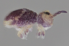 Neosminthurus clavatus