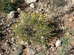 Pentzia globosa