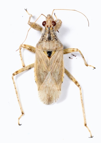 (c) Barış Çerçi, some rights reserved (CC BY-NC), uploaded by Barış Çerçi