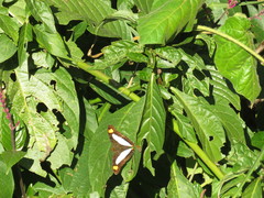 Adelpha serpa