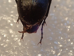 Carabus quinlani