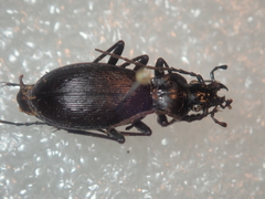 Carabus quinlani