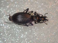 Carabus quinlani
