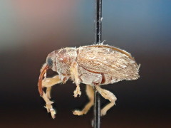 Lignyodes bischoffi