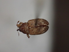Lignyodes bischoffi