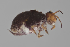 Neosminthurus clavatus