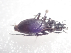 Carabus quinlani