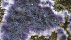 Terana