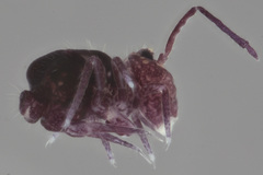 Ptenothrix atra