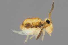 Sminthurinus henshawi