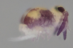 Sminthurides hyogramme