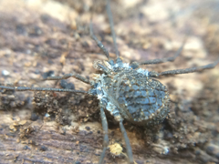 Ortholasma rugosum