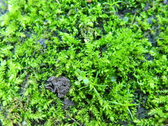 Brachythecium rutabulum