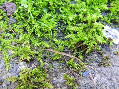 Brachythecium rutabulum