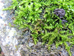 Brachythecium rutabulum