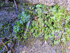 Marchantia polymorpha ruderalis