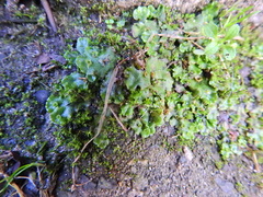 Marchantia polymorpha ruderalis