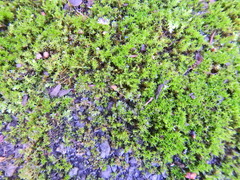 Barbula unguiculata