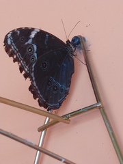 Morpho achilles