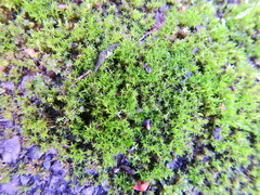 Barbula unguiculata