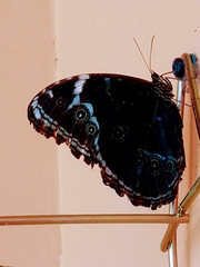 Morpho achilles