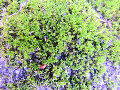 Barbula unguiculata
