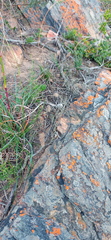 Tribolium hispidum