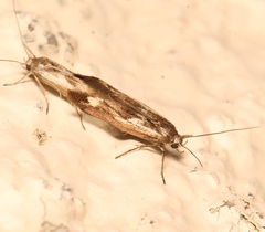 Scythris limbella