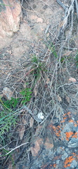 Tribolium hispidum