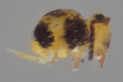 Sminthurides hyogramme