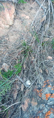 Tribolium hispidum