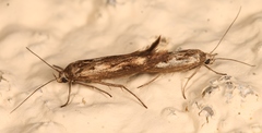 Scythris limbella