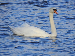 Cygnus olor