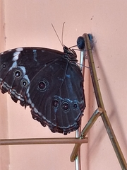 Morpho achilles