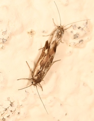 Scythris limbella