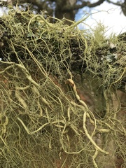 Usnea articulata