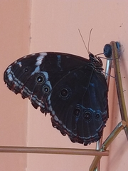 Morpho achilles